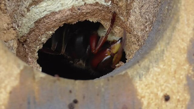 Hornisse baut Nestwand