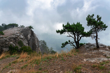 Fog on top of a mountain with pine trees and wild herbs