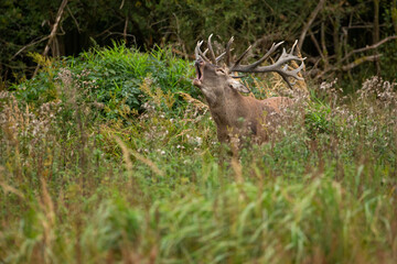 Red deer in the nature habitat during the deer rut