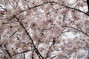 立本寺の境内の桜