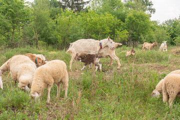 Obraz na płótnie Canvas Sheep and goats grazing in a mountain meadow.