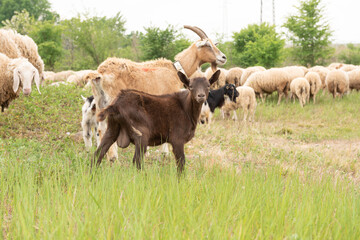 Front view of a baby goat facing the camera while grazing.