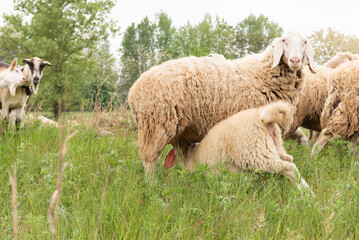Adult sheep with her cub. Sheep and goats grazing in a mountain meadow.