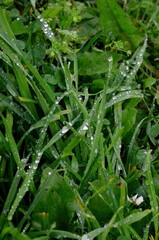 Fototapeta na wymiar Green grass with raindrops close - up Drops of dew on the green grass. Raindrops on green leaves. Water drops in nature 
