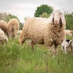 Front view of an all white sheep facing the camera while grazing.