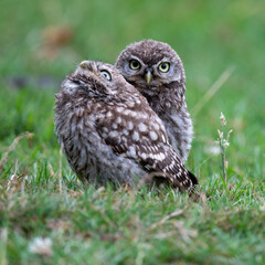 Fototapeta premium A pair of little owl (Athene noctua) siblings in grassland