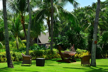 Fototapeta premium Shangri-La's Mactan Resort and Spa coconut trees in Lapu Lapu, Cebu, Philippines