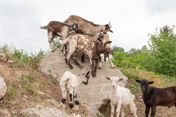 Goat cubs playing on the rocks.