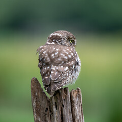 Portrait of a Little Owl (Athene noctua)