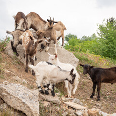 Naklejka na ściany i meble Goat cubs playing on the rocks.