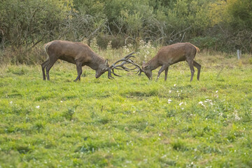 Red deer in the nature habitat during the deer rut