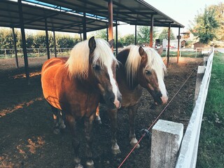 horse on the farm