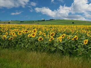 Beautiful field of sunflowers during warm summer day. Cloudy blue sky, green hills on background.