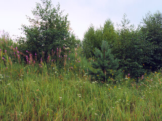 field of wildflowers