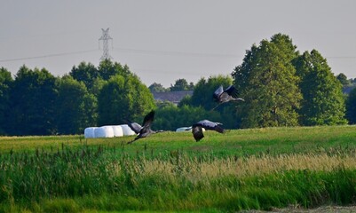 żurawie © Krzysztof