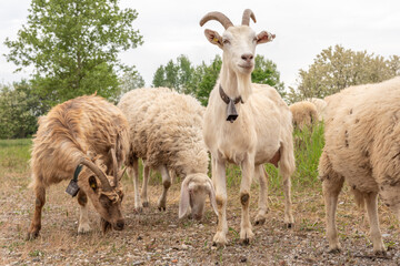 Goat with horns facing the camera while grazing.