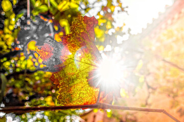 Green and red tree leaf with plants and sun rays in the background.