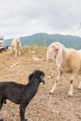 White sheep and black Toy Poodle look at us. Concept of diversity, acceptance and curiosity.