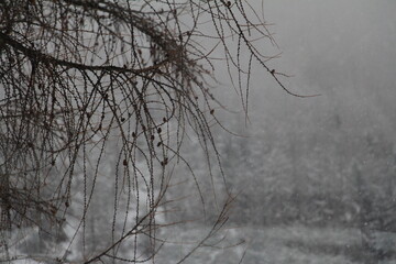 tree in the snow