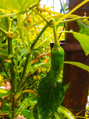 Closeup shot of green chilly hanging in plant during rain.
