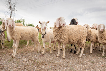 Goats and sheep of different colors while grazing. Concept of diversity, acceptance and curiosity.