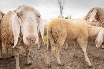 Close-up of white sheeps that looking in front of the camera. Concept of diversity, acceptance and curiosity.