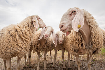 Close-up of white sheeps that looking in front of the camera. Concept of diversity, acceptance and curiosity.
