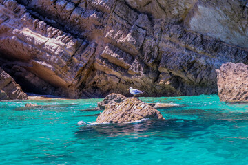 gaivota numa rocha rodeada de mar