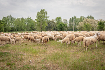 Sheep grazing in a row, in a meadow in Italy.