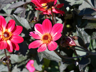 Close up on simple Dahlia 'Happy Single Flame'. Dark red petals with pale yellow bases around the...