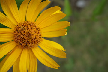 half yellow flower in the garden