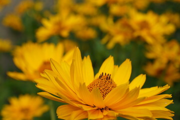 yellow flower on flowers backgrund