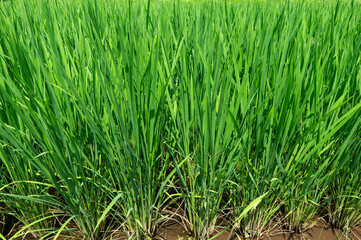 Fototapeta premium 水田の稲