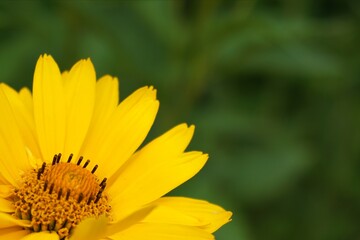 yellow flower on a green background