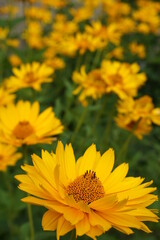 yellow flowers in the garden 