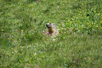 Muzzle of a groundhog peeking out in a mountain field