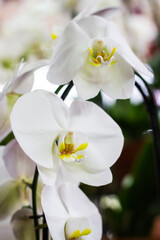 White moth orchids with bright blurry background