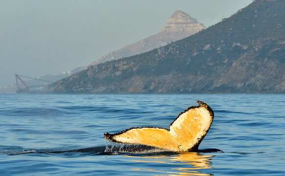 Cape, Town, whale, Humpback, tourism, whale, tail, fluke, ocean