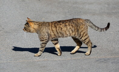 Grey striped cat walking on asphalt