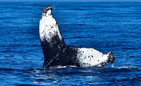 Whale tail