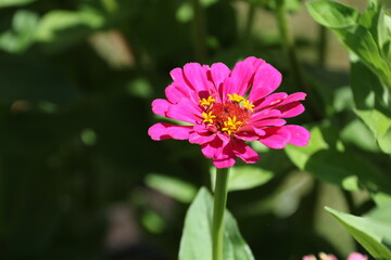 Obraz premium Gartenblume