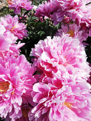 big pink garden flower in flowerbed. peony