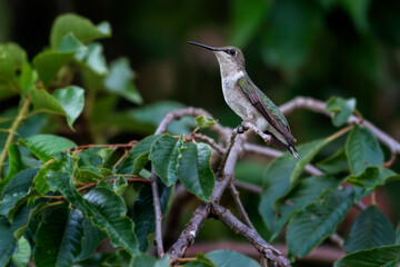 Profile of a female ruby-throated hummingbird perched on a branch in West Hartford Connecticut