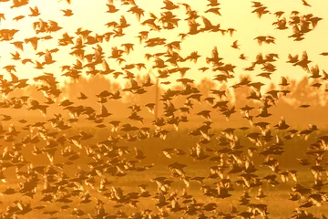 Fotobehang Goud Geel Flock of Common Starlings at Sunset (Sturnus vulgaris) Flock of Birds  © allexxandarx