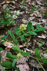 Astragalus glycyphyllos