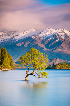 "That Wanaka Tree" at sunrise | Wanaka, New Zealand