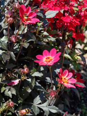 Single flowering dahlia 'Happy Single Flame', carmine red flowers with yellow to white-cream petal...