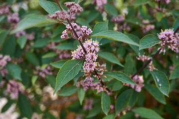 Callicarpa bodinieri 