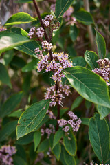 Callicarpa bodinieri 