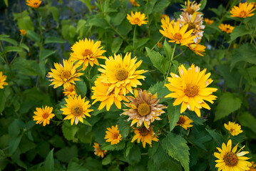 Heliopsis helianthoides